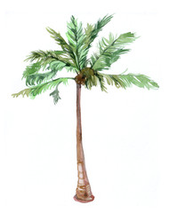 Palm  isolated on a white background illustration