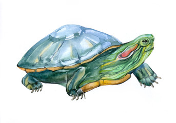 Watercolor single turtle animal isolated on a white background illustration.	