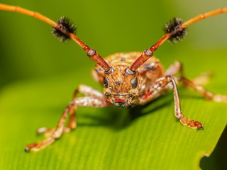 Close-up front of a Hairy Tuft-bearing Longhorn or Aristobia horridula (Hope) resting on green blade leaf with green nature blurred background.