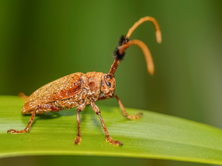 Close-up side of a Hairy Tuft-bearing Longhorn or Aristobia horridula (Hope) resting on green blade leaf with green nature blurred background.