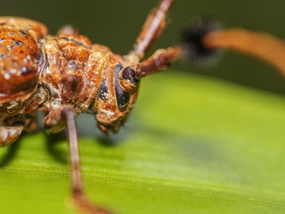 Close-up side of a Hairy Tuft-bearing Longhorn or Aristobia horridula (Hope) resting on green blade leaf with green nature blurred background.