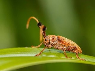 Close-up side of a Hairy Tuft-bearing Longhorn or Aristobia horridula (Hope) resting on green blade leaf with green nature blurred background.