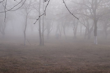 Obraz premium Foggy weather. Autumn park in the fog. Blurred background. Morning fog in the park.