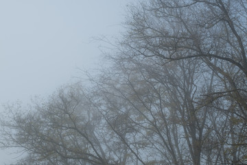 Fototapeta na wymiar Foggy weather. Autumn park in the fog. Blurred background. Morning fog in the park.