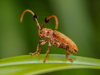 Close-up side of a Hairy Tuft-bearing Longhorn or Aristobia horridula (Hope) resting on green blade leaf with green nature blurred background.
