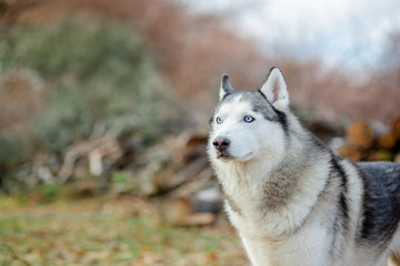 Obraz premium Close up portrait of a cute, funny and happy Siberian husky dog with open eyes sitting .