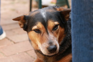 cute loyal blue red heeler cattle dog lying comfortably next to it's owner on a farm property in rural Australia