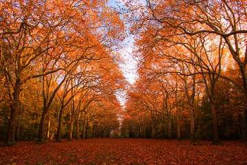 Beautiful autumn scenery in a forest. Two rows of parallel trees with orange and red foliage. Dirt road in the middle.