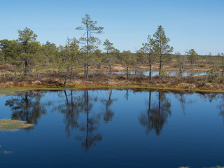 Fototapeta na wymiar Parc national de Lahemaa. Marais de Suru. Estonie