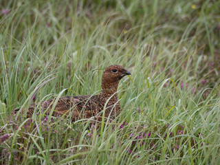 Lagopède d'Ecosse (Lagopus lagopus scotica) femelle dans l'herbe en été. Ile de Handa en Ecosse.