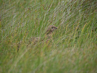 Lagopède d'Ecosse (Lagopus lagopus scotica) juvénile dans l'herbe en été. Ile de Handa en Ecosse.