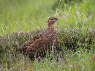 Lagopède d'Ecosse (Lagopus lagopus scotica) femelle dans l'herbe et la bruyère en été. Ile de Handa en Ecosse.