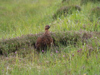Lagopède d'Ecosse (Lagopus lagopus scotica) femelle dans l'herbe et la bruyère en été. Ile de Handa en Ecosse.