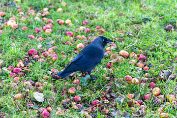 A Jackdaw looking for food in an orchard in autumn