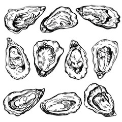 Hand drawn sketch oyster set. Sketch illustration of fresh seafood. Isolated on white background.