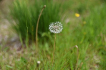 dandelion in grass