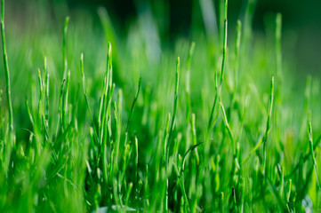 Green grass natural background texture, Lawn for the background
