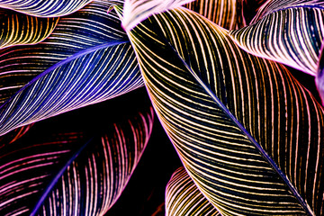 Nature background, closeup leaves texture, tropical leaves