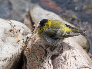 Tarin des aulnes (Carduelis spinus) posé au sol sur un pierre proche de l'eau. Portrait de profil.
