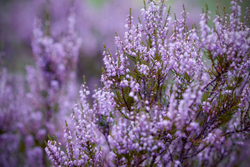 heather