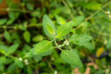 Fototapeta na wymiar Closeup of the Leaves of an Oregano Plant
