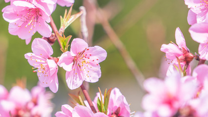 Beautiful and elegant pale light pink peach blossom flower on the tree branch at a public park garden in Spring, Japan. Blurred background.