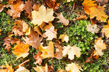 autumn leaves on grass