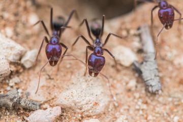 Tiny ants, shot with a macro lens