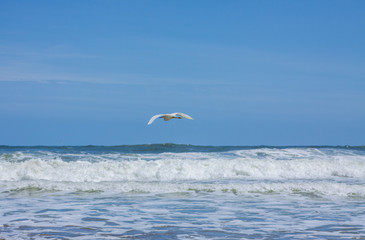Garça voadora na praia 