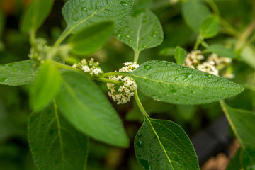 Closeup of the leaves and flowers of an Oregano plant