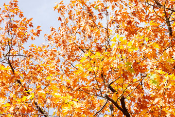autumn leaves on tree