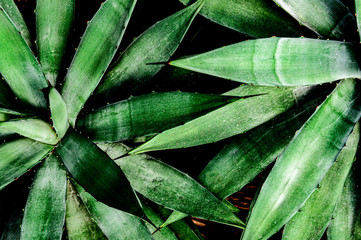 succulent plant, thorn leaf, nature background