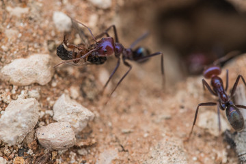 Tiny ants, shot with a macro lens