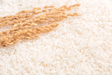 Raw white polished milled edible rice crop on white background in brown bowl, organic agriculture design concept. Staple food of Asia, close up.