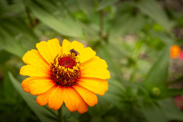 Closeup of an Orange Flower with a Busy Bee