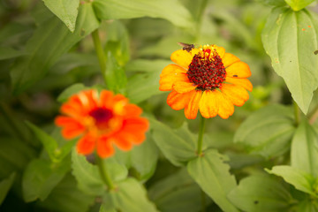 Closeup of an Orange Flower with a Busy Bee