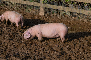 Piglets searching for food in a muddy enclosure