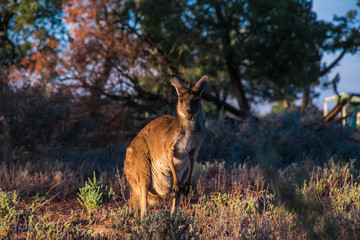 Fototapeta premium A wild Kangaroo in the Australien outback
