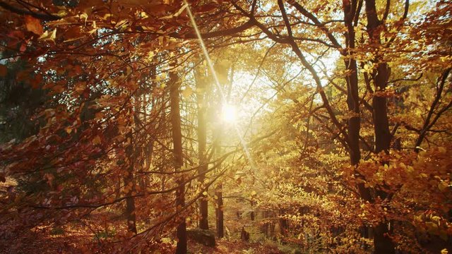 Beautiful sun shining in golden tree forest in autumn season. Idyllic colorful wood nature with sun rays passing through orange leaves.