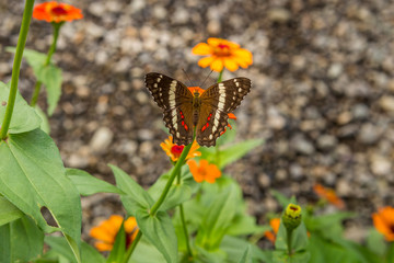 Butterfly on an Orange Flower
