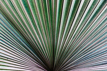 Obraz premium Palm tree leaf with its beautiful pattern