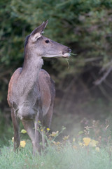 Red deer at the edge of the forest (Cervus elaphus)