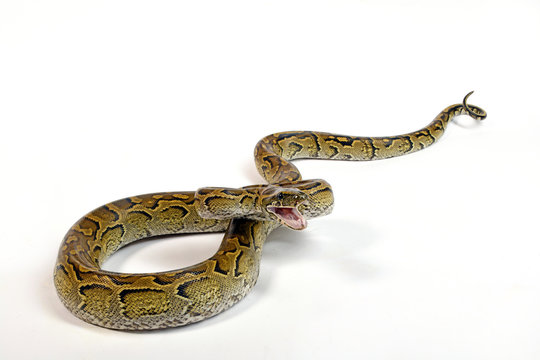 Nördlicher Felsenpython (Python sebae) - African rock python