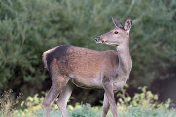 Naklejka na ściany i meble Wonderful envounter out of woodland, Red deer female (Cervus elaphus)