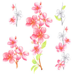 Clip art with pink, black and white cherry blossom, and leaves on a white background. Hand painted in watercolor.
