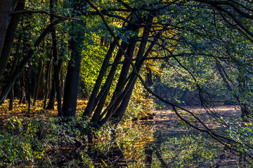 colorful autumn leaves in the park