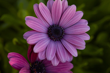 Obraz premium flores en macro en su ambiente natural