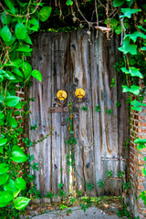 Door and dark Concrete wall old retro look with trees growing around the door, Concept suitable for the assembly or the use of an Idea copy space  