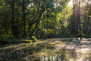colorful autumn leaves in the park