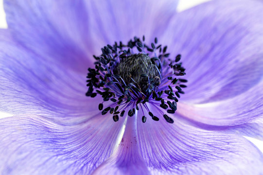 Purple Anemone flower, translucent, and high key image